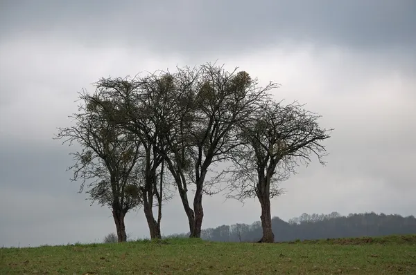 Hawthorns in December at Oneux