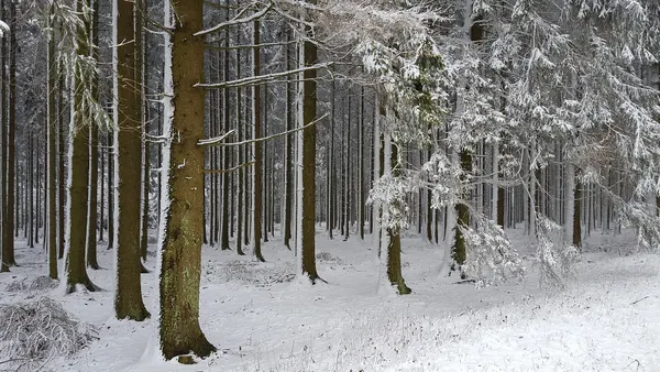 Sneeuw van maart 2016, bij Desnié, Ardennen, België