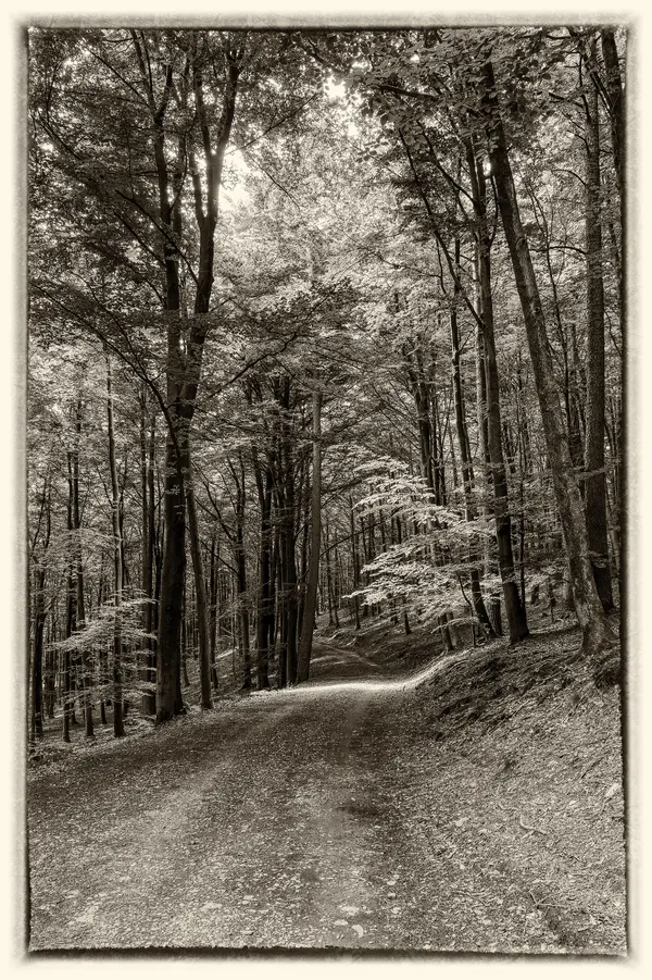 A quiet forest path captured on the trail from Eupen to the Wesertalsperre.