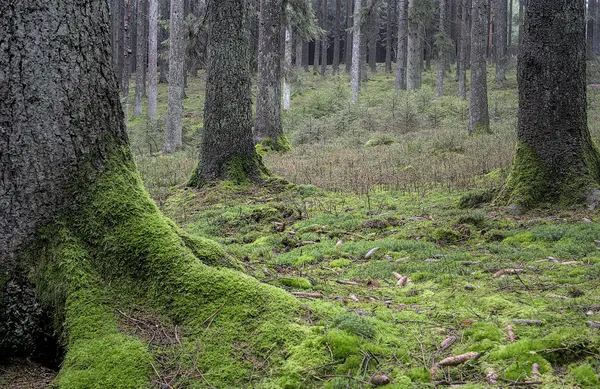 Mossy forest in Lierneux (DSC