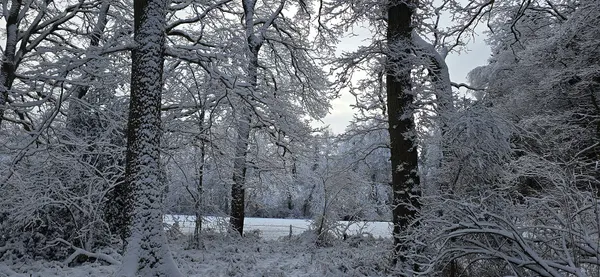 Rotsiefweg, Aachener Wald, Januar 2026 in Aachen, 2026 photographs of Aachen