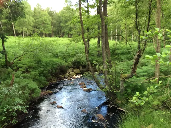 Getzbach, ein Bachlauf im Hohen Venn in der Provinz Lüttich in Belgien.