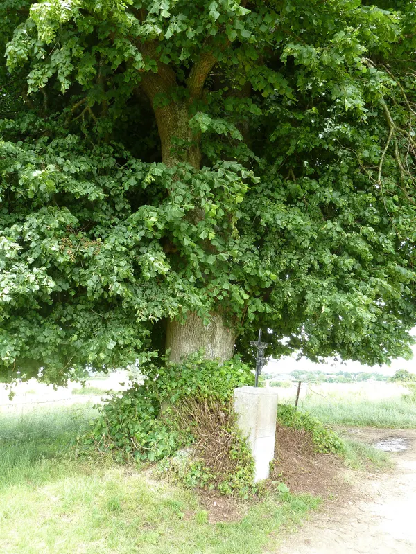 Spijkerlinde van Lognards: Tilleul des Lognards, Xhoris, Ferrières, België