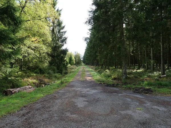 Waldweg im Osthertogenwald im Hohen Venn.