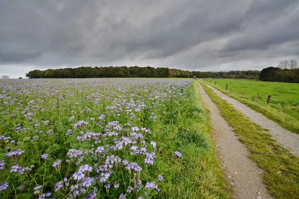 Phacelia tanacetifolia cover crop