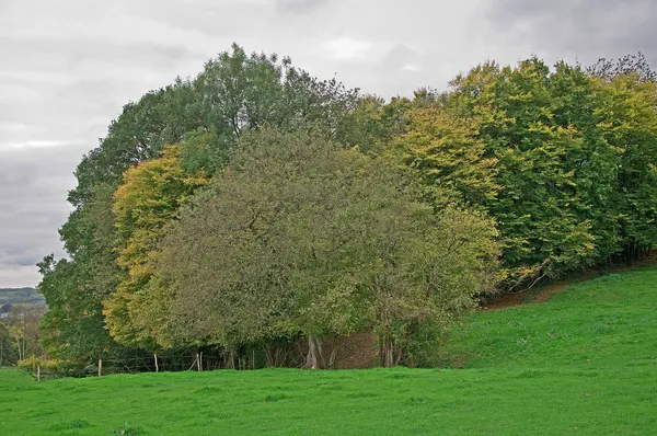 Trees at the beginning of autumn in Sy.