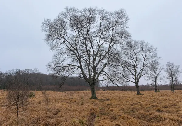 Bare trees in the High Fens (DSCF