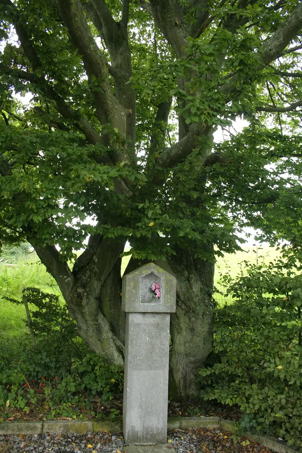 Bure (Belgium): the little votive chapel dedicated to Our Lady of the Fields and its remarkable old hornbeam.