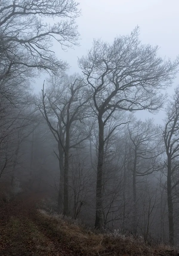 GR 16 in Parc naturel Ardenne méridionale on a foggy winter afternoon (DSCF