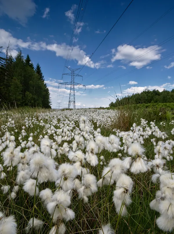 Cottonsedge patch beneath a high-voltage power line