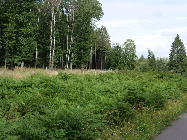 Vennbahn zwischen Aachen und Lammersdorf im September 2019.