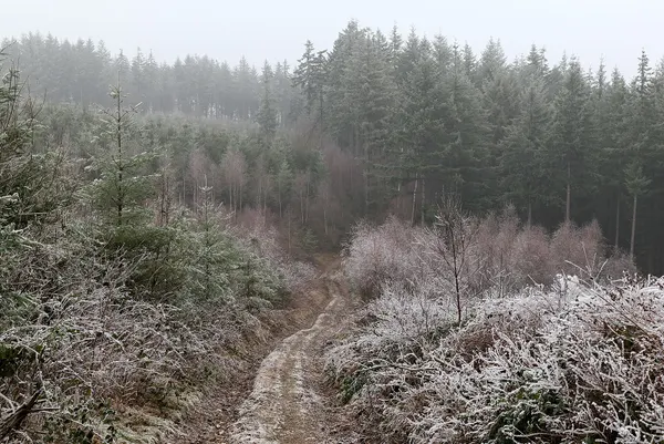 Walking path (GR16, GRP161) on a snowy day in Noirefontaine (Bouillon, Belgium)