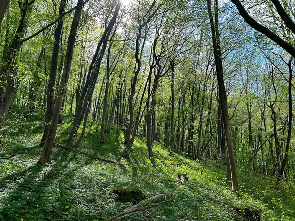 Deciduous woodland of the association Primulo-Carpinetum