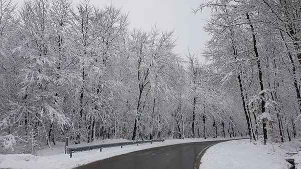 besneeuwd bos bij Spa, België