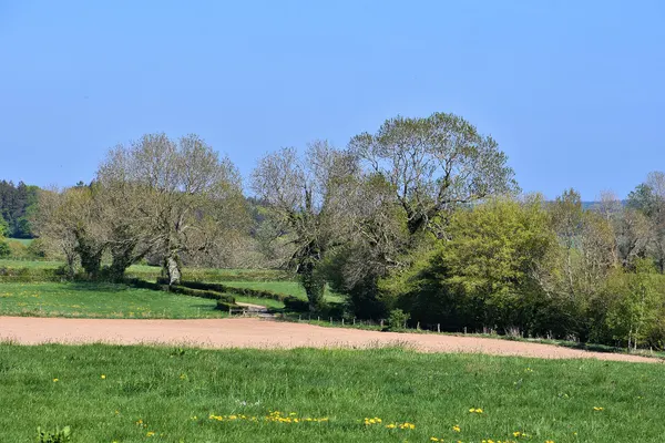 Meadow, hedges and trees landscape.