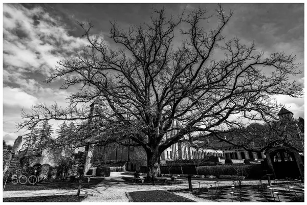 Magic Tree