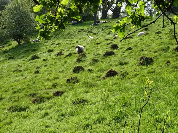 Monticules dans un pré à identifier (c'est trop gros pour être des taupinières)