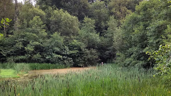 A small lake in the course of the Boé river in Comblinay, Hamoir, Wallonia, Belgium.