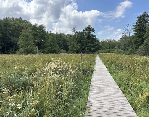 Boardwalk over wetland in Habay-la-Neuve.