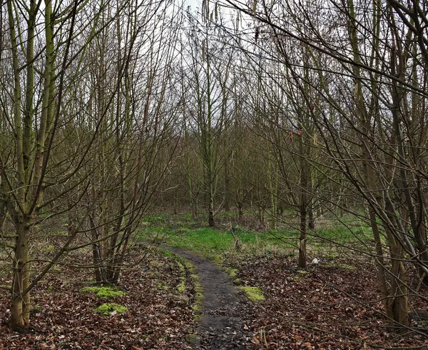 Path leading to an abandoned factory in Oupeye, Belgium (DSCF3247)