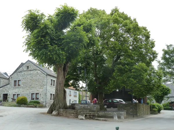 Deigné-tilleul devant l'église