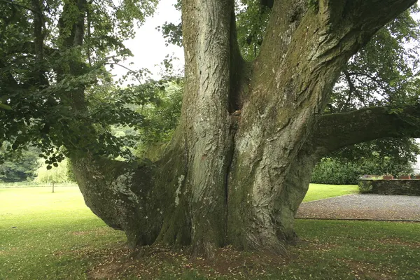 Common Lime