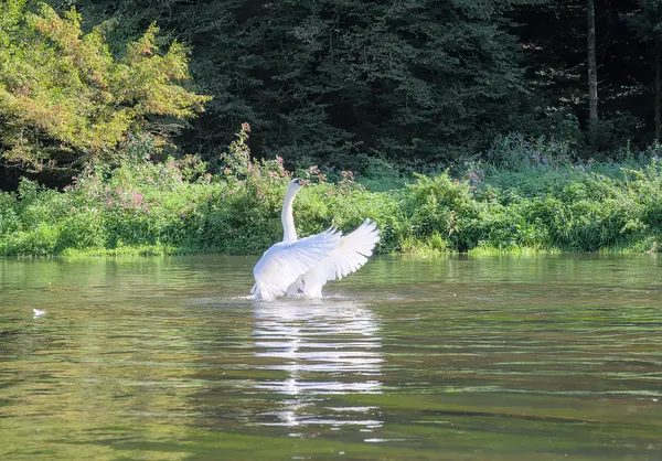 Mute swan in the Semois river (DSC