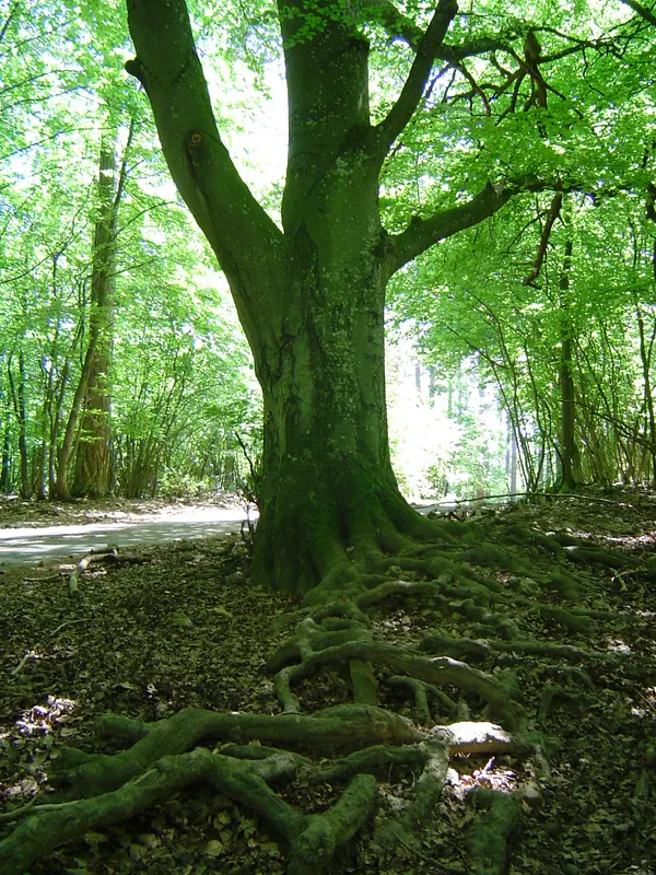 Réseau de racines multidirectionnelles d'un hêtre. Domaine des grottes de Han, Belgique.