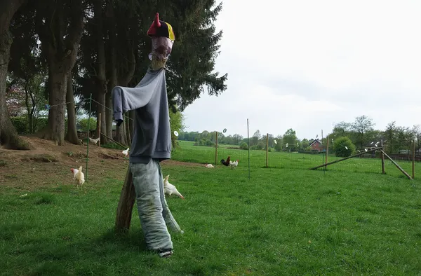 Scarecrow in a chicken field (Sankt Vith, Belgium)