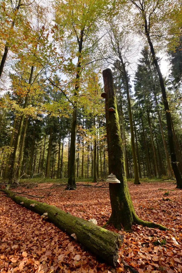 Beech Spruce mixed forest