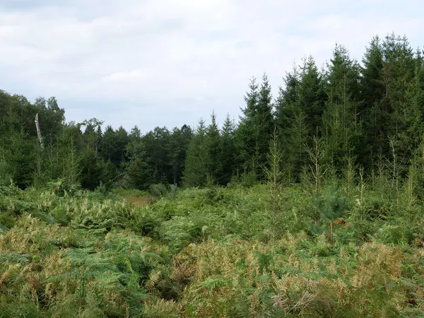An der Vennbahn zwischen Aachen und Lammersdorf im September 2019.